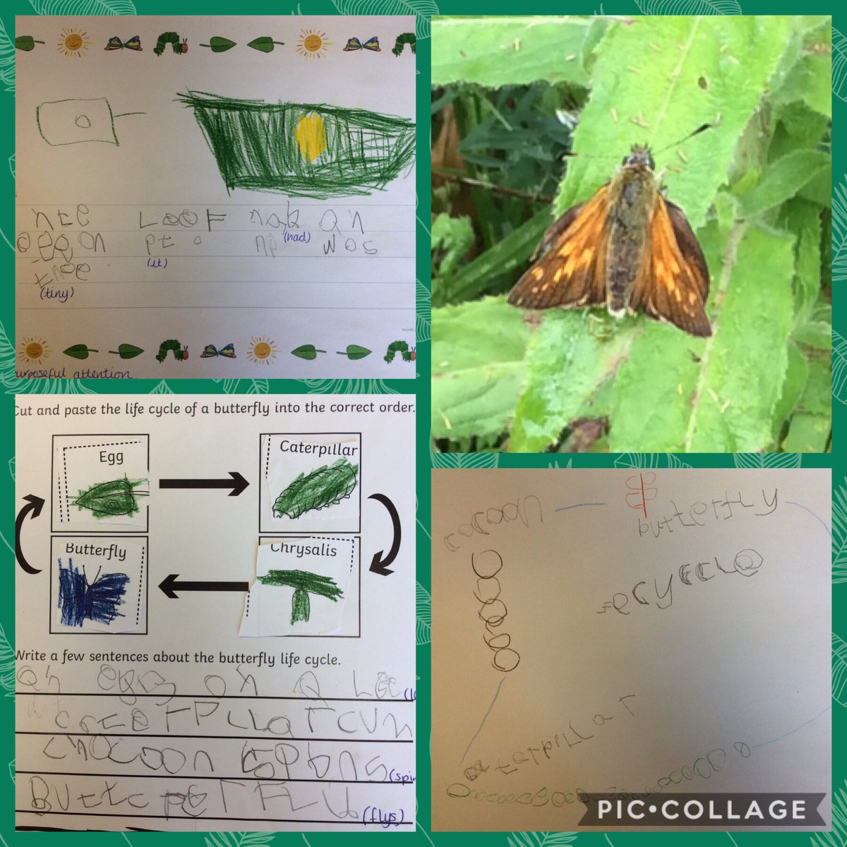 SunflowersMLP's tweet photo. Fantastic learning from the Sunflowers this week 🦋 They have learnt the new word ‘Symmetrical’ during our topic on Butterflies @MabLanePri 
#Minibeasts 
#Participatesconstructively https://t.co/oTh1QbeBr5