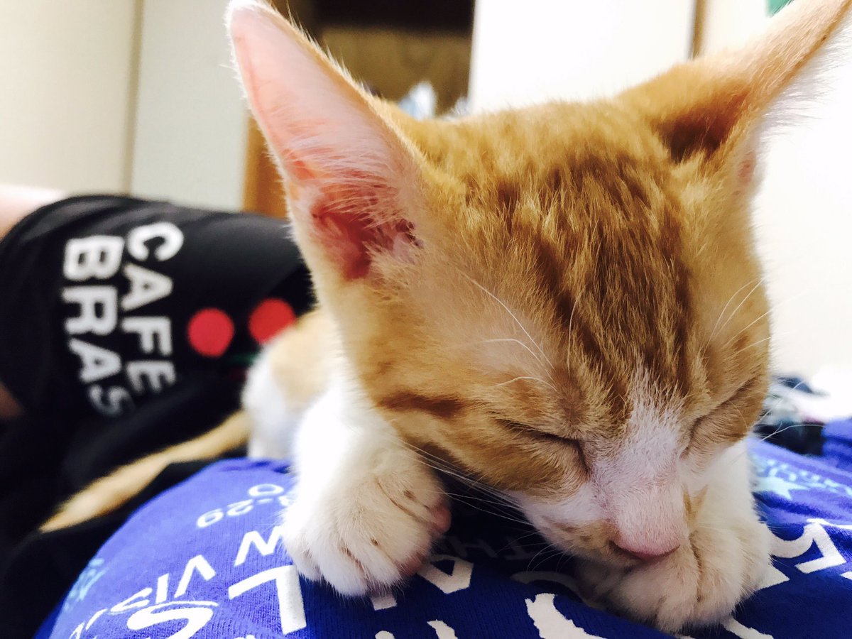 万年ニート春樹 On Twitter ついでに良かったらわたしのにゃんこも見てってください