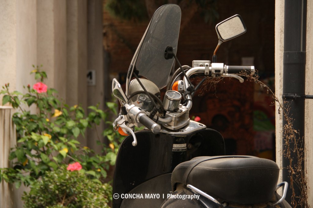 Concha_Mayo's tweet photo. Vespa growing branches https://t.co/UyoggZElZq https://t.co/SfmzIVYdJo