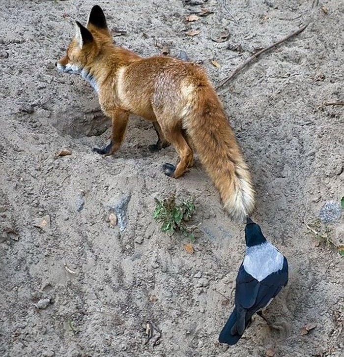 tuCpakoa's tweet photo. Une des stratégies du corbeau et de la corneille pour voler la nourriture d'un autre animal, est de venir derrière lui pendant qu'il mange et de lui tirer la queue !
Dès qu'il se retourne, hop ! un complice vole sa pitance et s'envole avec ! https://t.co/uQLaX3ybhG