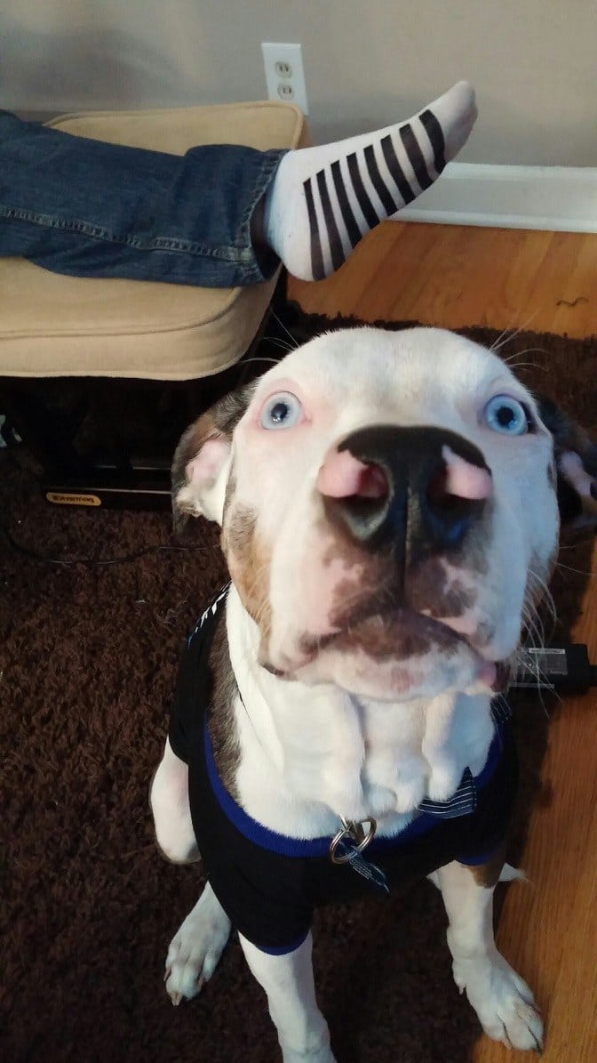 Doggie Fun Fact - 5. Dogs have wet noses because it helps to absorb scent chemicals.

#dogs #cats <a href="/STESA_org/">STESA.org</a> #service animals <a href="/STESAofNV/">STESA.org of NV</a> <a href="/STESAofCA/">STESA.org of CA</a>