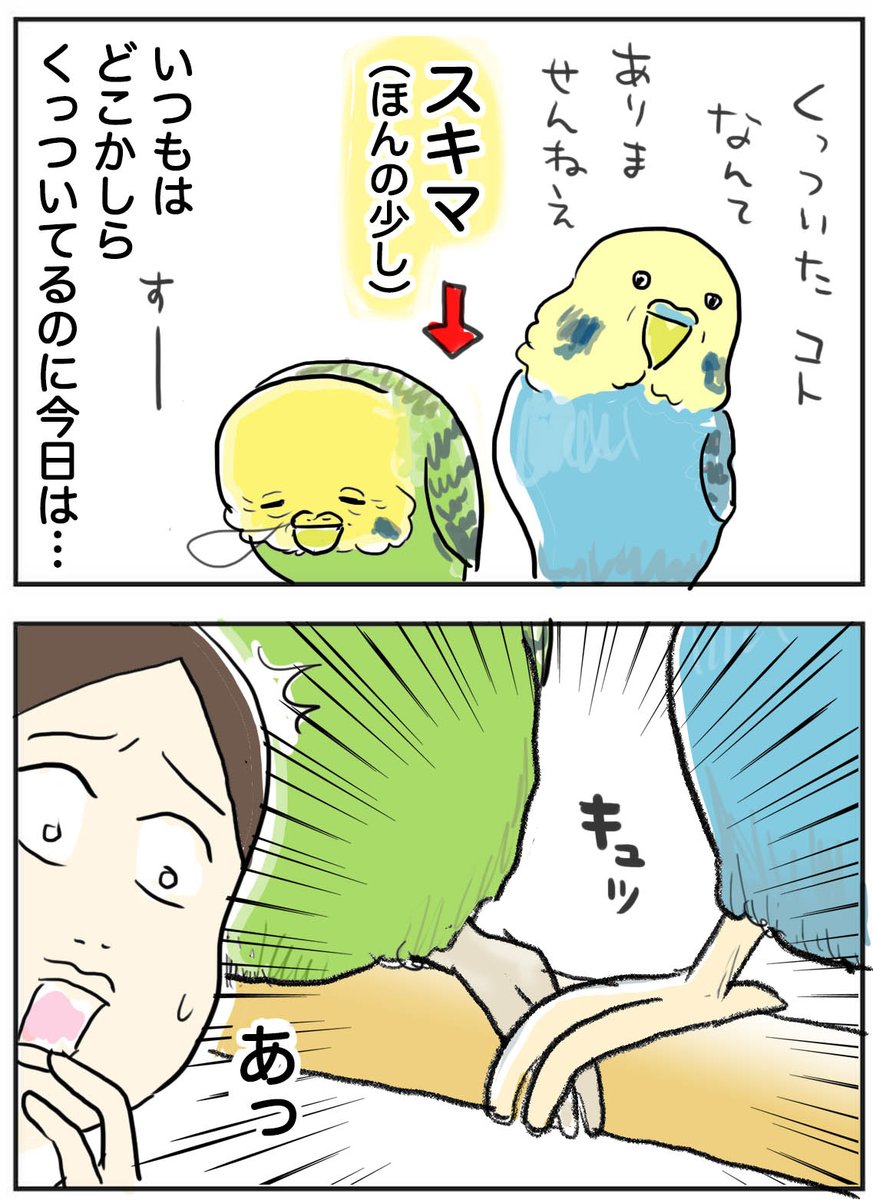 ✨ブログ更新しました✨
我が家のインコ、老鳥ズの今日の様子☺️
https://t.co/VhhJqVAIZH
…寿命についてはやっぱり考えちゃう。詳しくはブログで!
#老鳥 #セキセイインコ #ペット #絵日記 