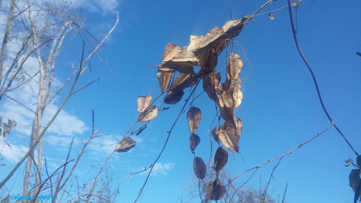facciniradana's tweet photo. #Dioscorea_soso (IUCN LC), #Dioscoreacea , endemic edible yam species #OvyGasy, conserved by @TeamKMCC project through #AprilTrust funding, Tsarahotana community #Menabe https://t.co/dDBrd4xugn