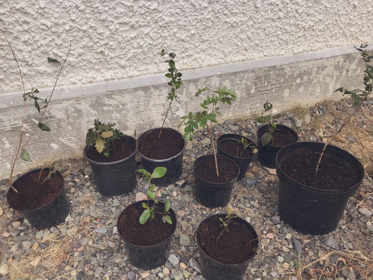 ErinMcGreehan's tweet photo. We should all be encouraging the growth of Native trees... here are 9 natives I hope will grow & I will share with whomever wants them.... #grownativetrees #trees #growingourfuture https://t.co/xOCVCn4EBn