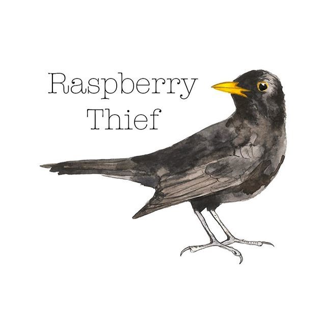 anghenn's tweet photo. I think a little tiny change of logo might be in order. The Blackbird in my current logo was one of the very first birds I painted. Although it has a special place in my journey, those yellow legs have bugged me 😁
#raspberrythief #logo #branding
#bl… https://t.co/GYTZ3YbYZ7 https://t.co/RVWTmnpDIz