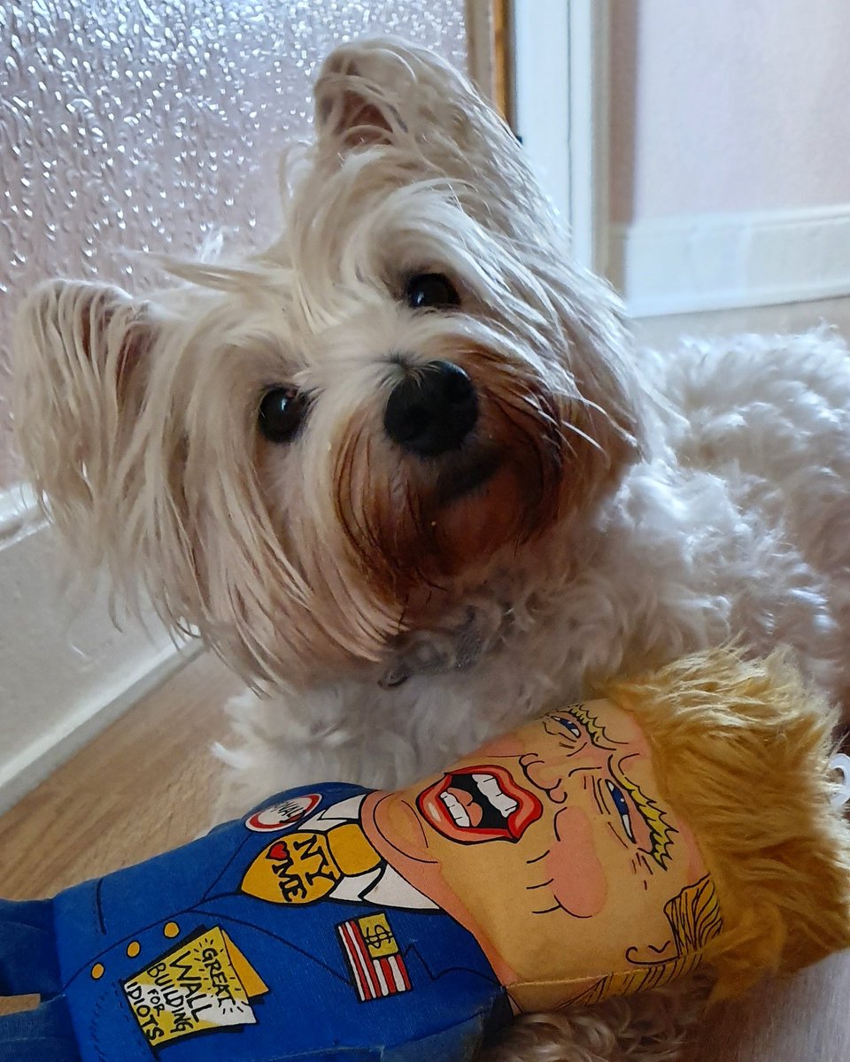 StarlettCrowley's tweet photo. #HAPPY #4thofjuly 🌞

I ❤ my @realDonaldTrump toy as it looks a bit like a mini version of my Grandpaw.  A woman came up to him in the street once and said "Is that a #donaldtrump #hairsyle?  Hee hee. 

#IndependenceDay
 #makeamericagreatagain  #KeepAmericaGreat https://t.co/e4w1kwkN6i