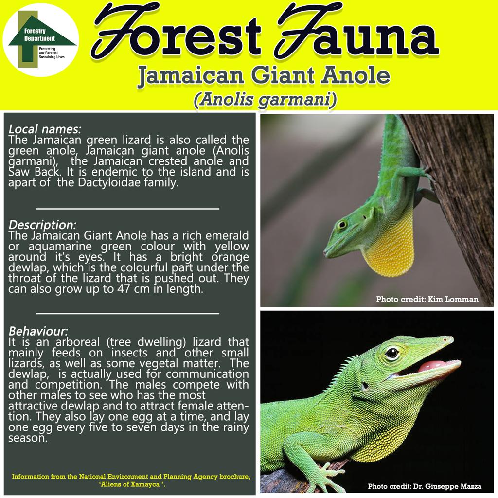 ForestryDeptJa's tweet photo. The Jamaican Green Lizard, ave you ever seen one, how much do you know about our very own Anolis garmani.

#forestrydeptja
#forestsmatter
#forestfauna https://t.co/vBJvddMn83
