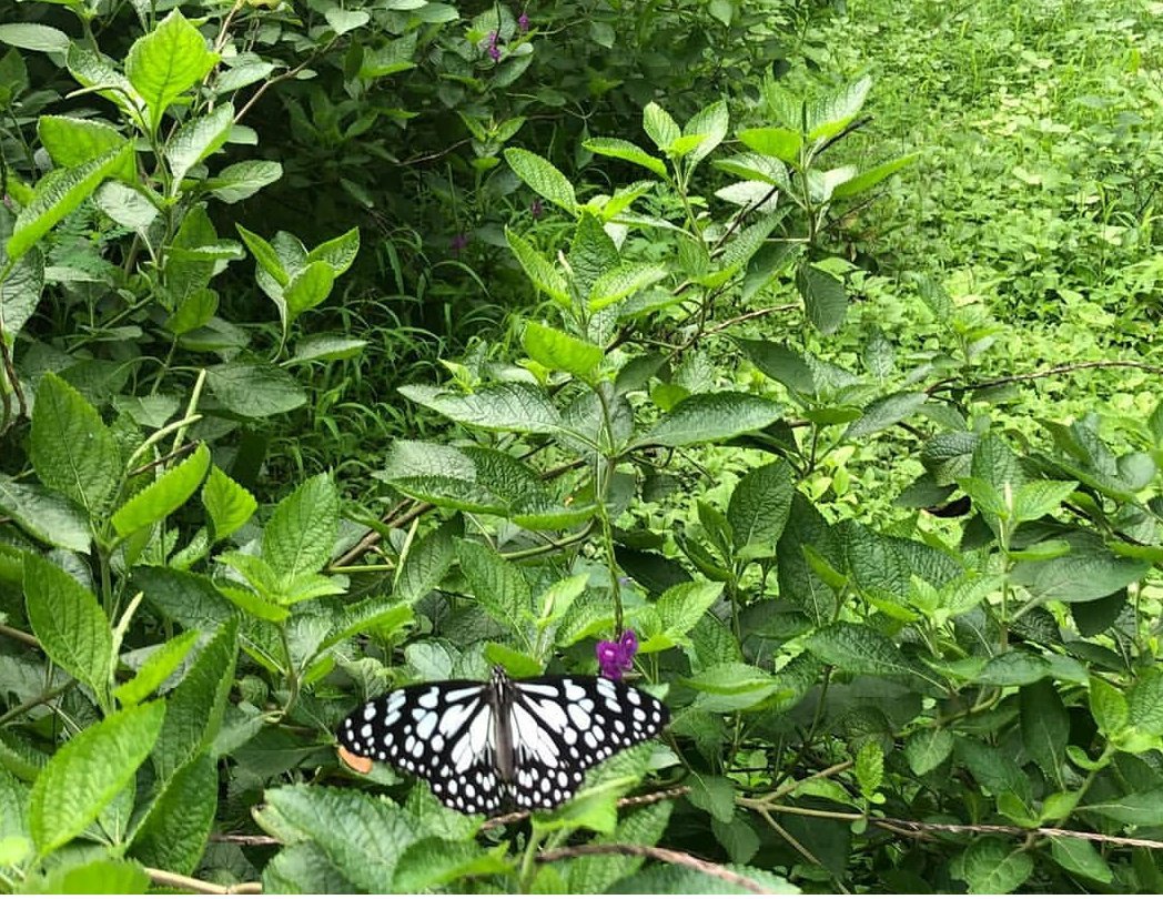 PrithaBandyop10's tweet photo. @smgudduk2272 @BeingSalmanKhan @rekhatawani1 @badri4BJP @nusratchirps Under 51A(g) of the Fundamental Duties of India it shall be the duty of every citizen to protect and improve the natural environment including forests, lakes, rivers and wildlife, and to have compassion for living creatures.
#SaveAareySaveMumbai
 https://t.co/YZVxm5a0RW