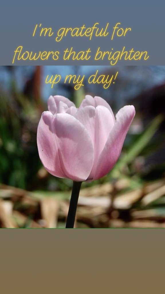 SignsOfOurLife's tweet photo. Feeling #grateful today for flowers. They truly bring me happiness each time I see them in person, and I love being able to share that with you through my #photograghy and #socialmedia 

🌸🌼🌺 #blessed #ThankfulThursday #SmallBusiness #SmallBiz https://t.co/yyK1JjR8yS