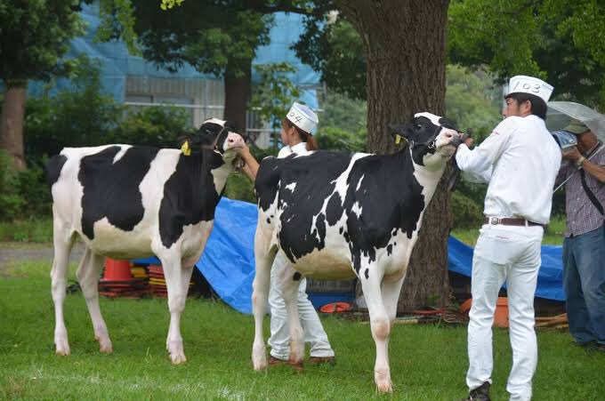 Twitter 上的 木賃ふくよし 芸名 寿烏丸るみの中身 それはさておき 漫画の牛はかなり小さいと思われる 画像は小さい牛 大きい牛と人間との比較 続く T Co Qi4dcajvdz Twitter