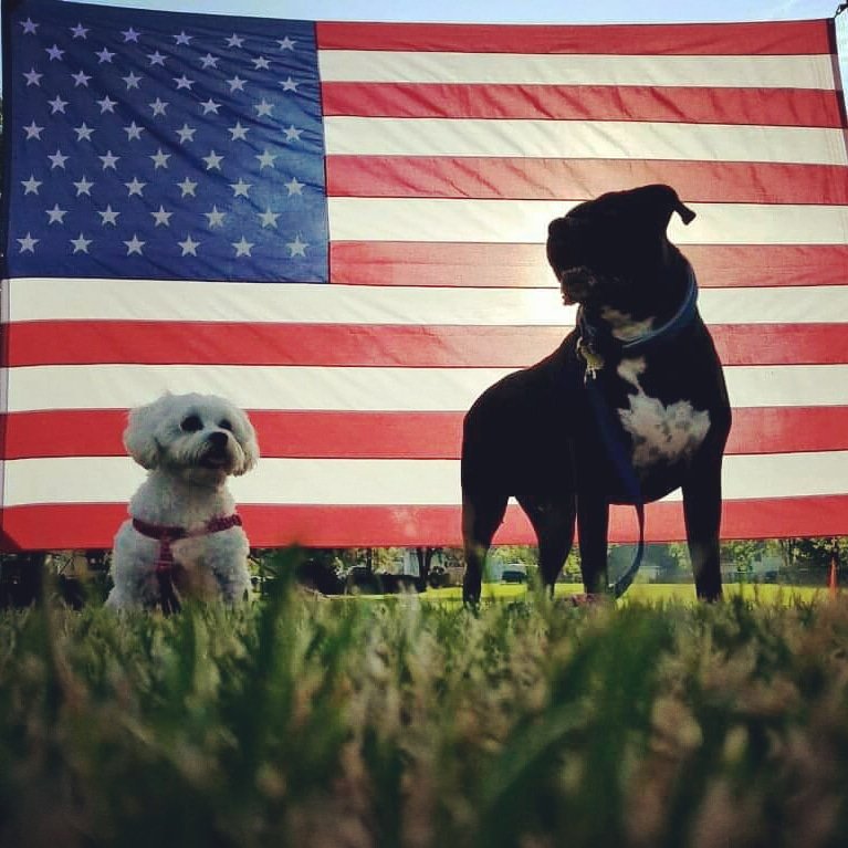 GiGi_OnTheScene's tweet photo. Happy Independence Day America!
#gigi #maltese #dog #loves #IndependenceDay https://t.co/hl5pE7OpA7