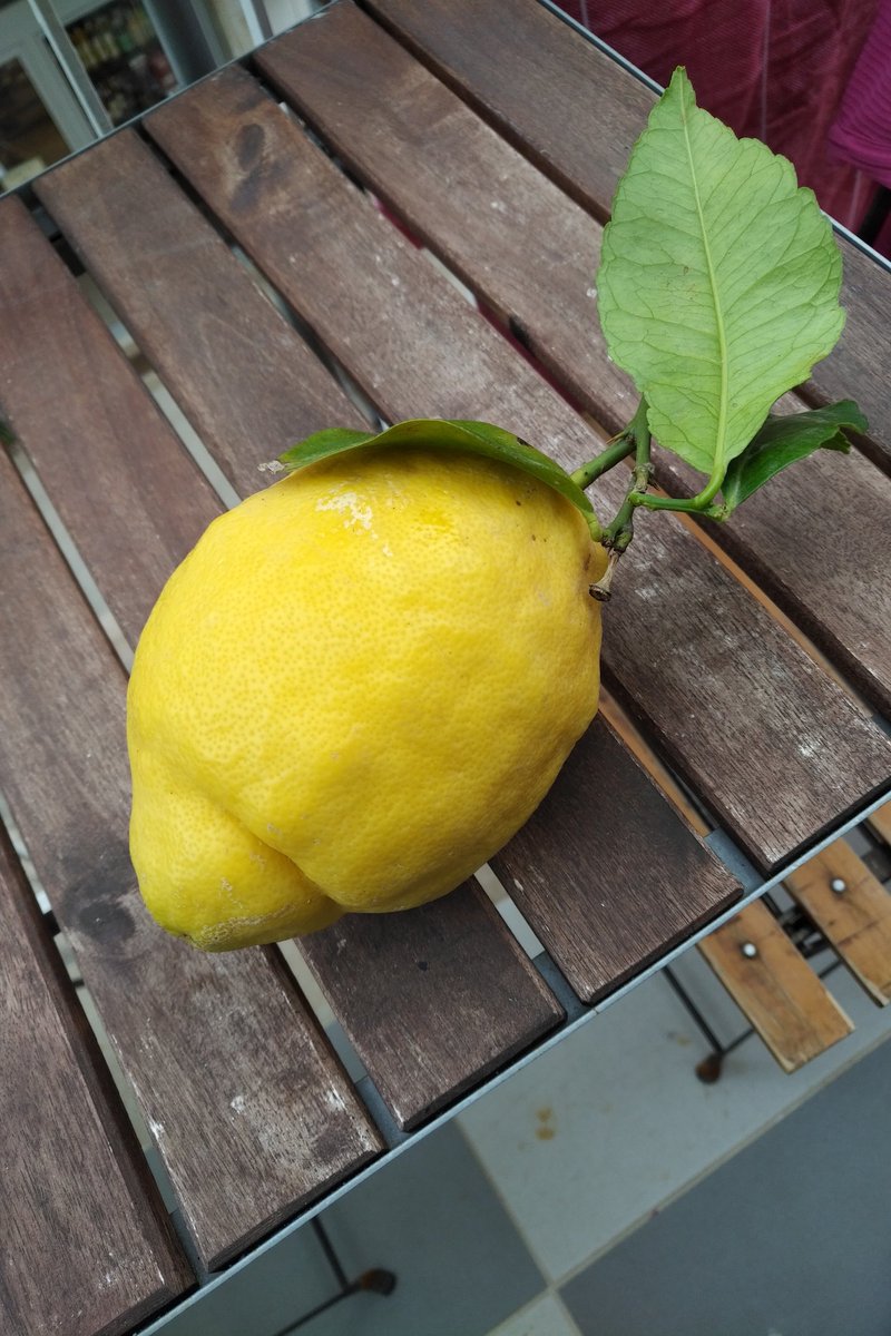 AnneInVino's tweet image. The miracle of flavour and scent that is citrus: unwaxed Amalfi lemon - we enjoyed its thinly cut rind with tomatoes, peppers, salami... heavenly #Italy #miniholiday
