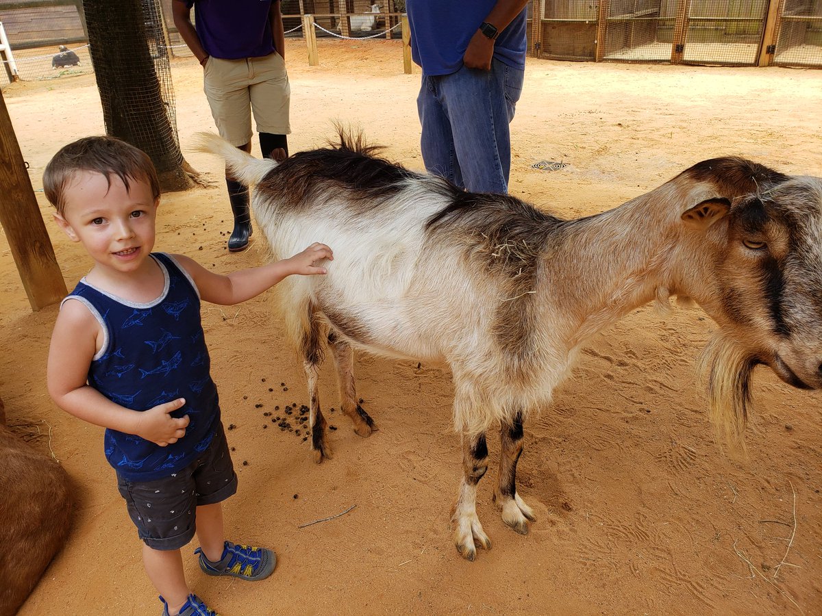 BabyLogan3's tweet photo. Had a big day at the zoo! Now for a well deserved nap!

#zoo #Houston #IndependenceDay #4thofJuly #tired #nap #goats https://t.co/oPhC2WdCTf