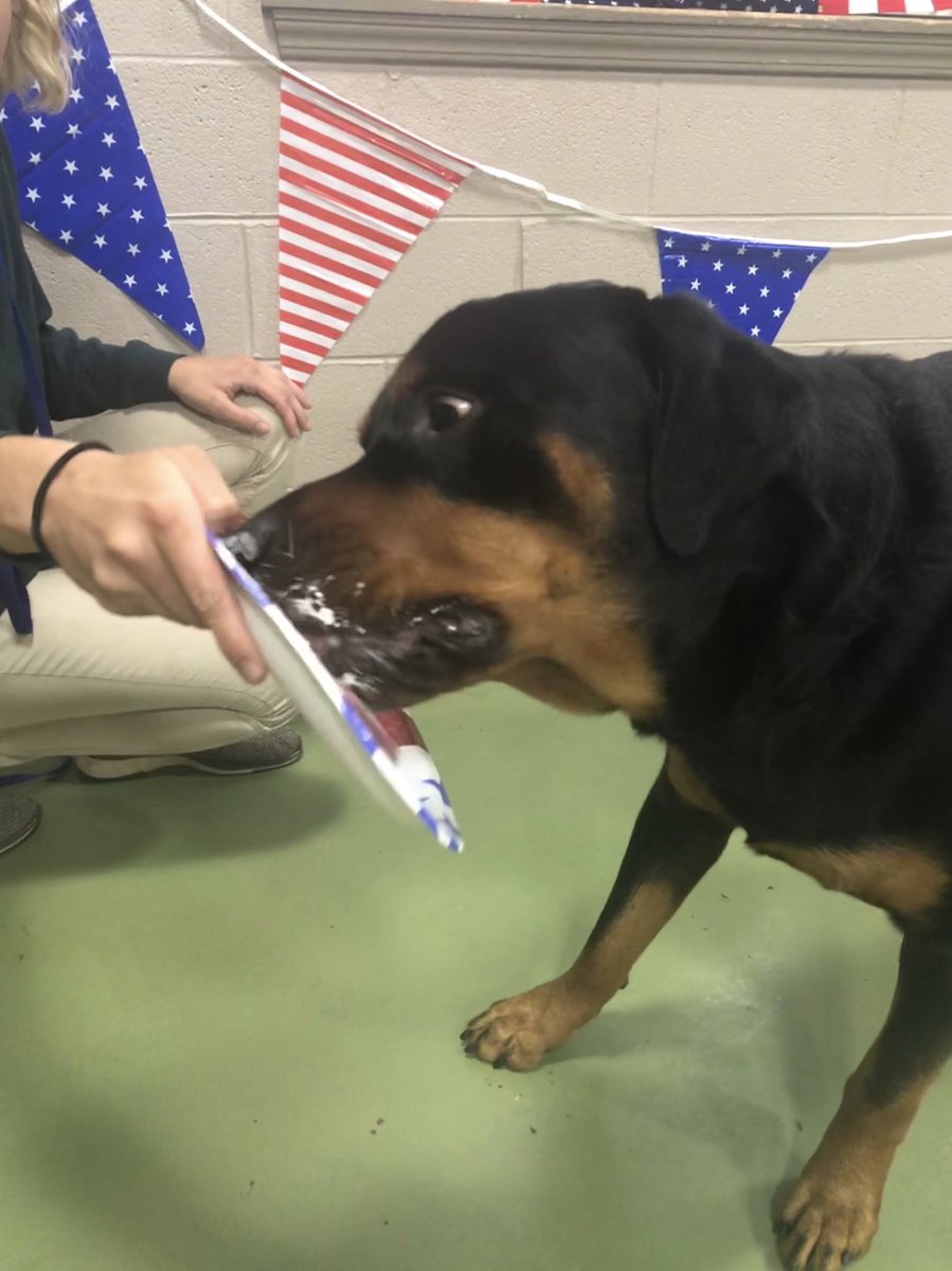 safaripetresort's tweet photo. Pups really Chowed Down at Safari’s 🇺🇸4th of July Hot DAWG Cookout today!🌭
.
.
#safaripetresort #july4 #4thofjuly #independenceday #happy4thofjuly #independencedog #poolparty #cookout #nomnomnom #yummy #hotdog #puppies #dogs #dogsofmurfreesboro #murfreesborotn #Murfreesboro https://t.co/P9F9EZk4RZ