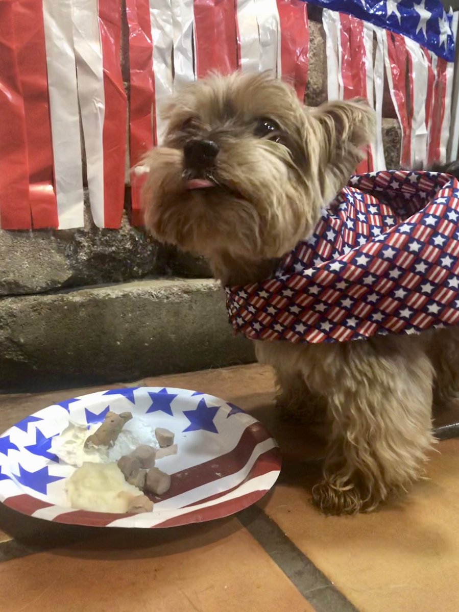 safaripetresort's tweet photo. Pups really Chowed Down at Safari’s 🇺🇸4th of July Hot DAWG Cookout today!🌭
.
.
#safaripetresort #july4 #4thofjuly #independenceday #happy4thofjuly #independencedog #poolparty #cookout #nomnomnom #yummy #hotdog #puppies #dogs #dogsofmurfreesboro #murfreesborotn #Murfreesboro https://t.co/P9F9EZk4RZ