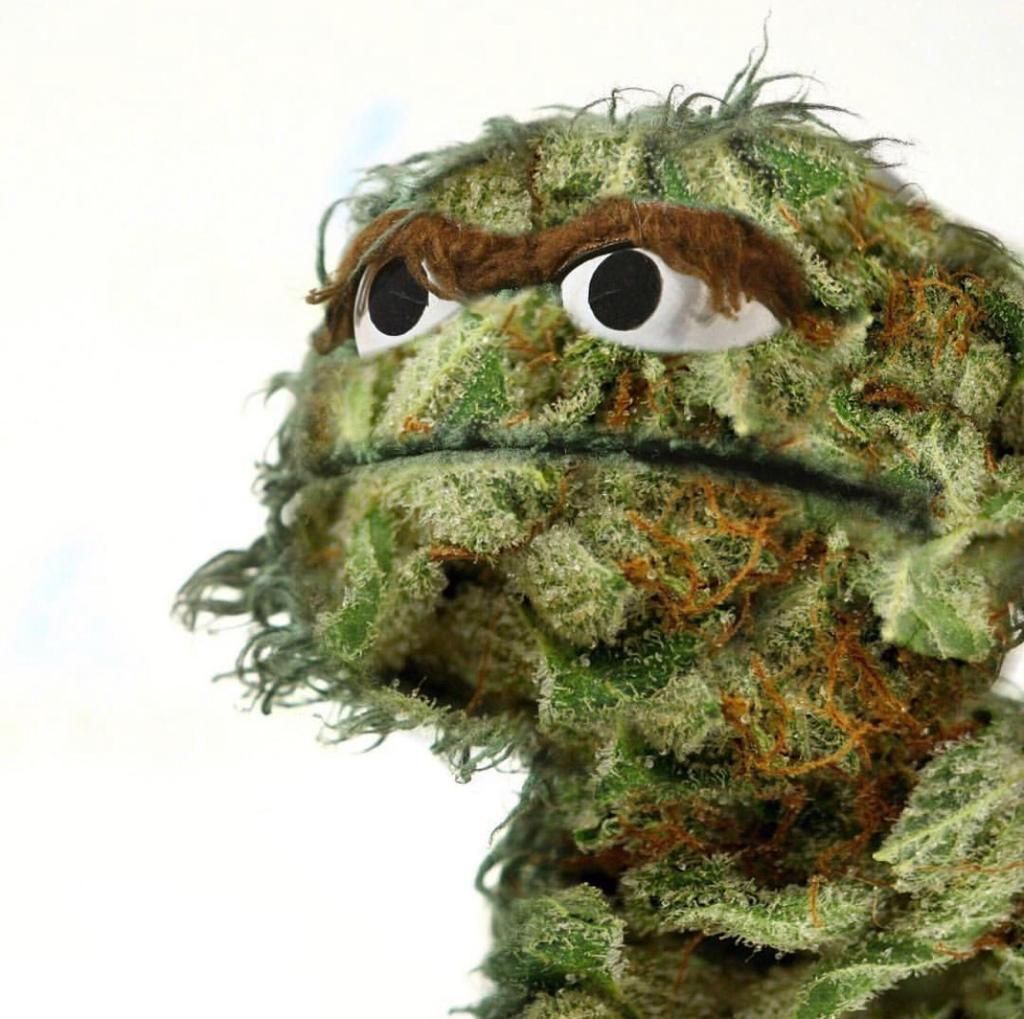 canngaroo's tweet photo. You might have seen your first nug much earlier than you think.
• ⠀⠀⠀⠀⠀⠀⠀⠀⠀
#cannabis #cannabiscommunity #instagood #weed #marijuana #high #stoned #herb #fun #stoner #pink #onelove #peace #kush  #thc #cbd #vape #edibles #canngaroo #leaf #herb #legalizeit #pot #medicinal https://t.co/tKkbwGkchN