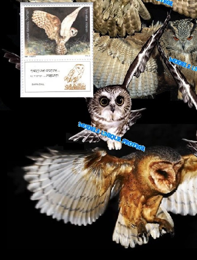 barbierjeanf's tweet photo. Rapaces Nocturnes Oiseaux Bibliques, chouettes et hiboux, Israël 1987
https://t.co/dmE1nffted
#oeuvreoriginale #artpostal #modeleunique #artnumerique #artmixte #montagephoto #impressiondigitale #oiseauxrapaces #oiseauxbibliques #vintage #timbresposte #philatélie #oiseauxnocturnes https://t.co/0ieukVq8jx