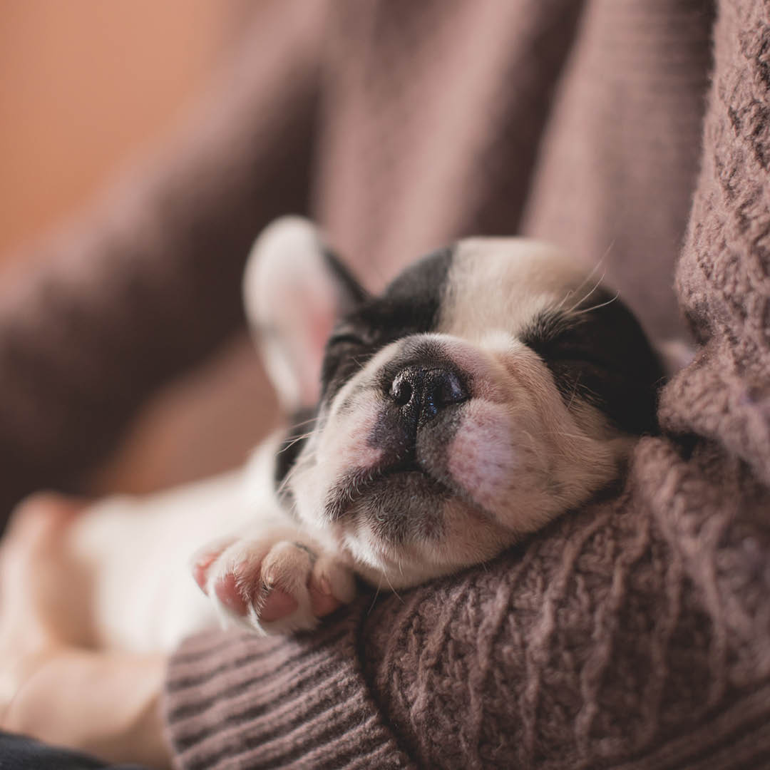 PerfectCleaners's tweet image. On a scale of 1 - 10, how cute is this young pup? Comment your rating below!