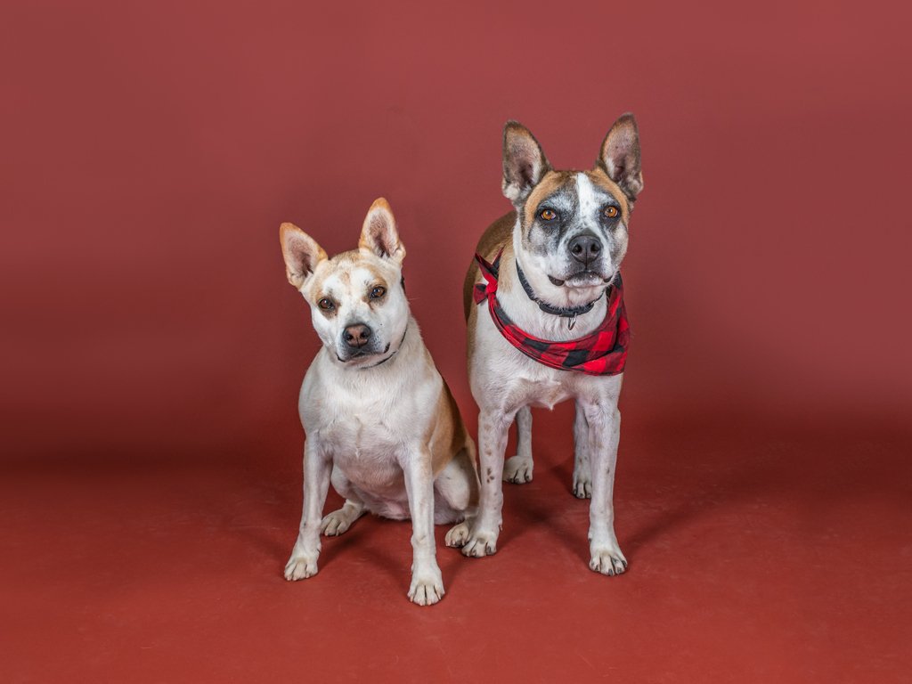 friendsofpacc's tweet photo. Blondie and Buddy want you to know that the Friends of PACC offices will be closed 7/4 in celebration of the holiday and will re-open on Friday 7/5 at 9 AM. 

#dog #PimaAnimalCareCenter #FriendsOfPACC #Tucson #adoptdontshop #rescuedismyfavoritebreed photo by @reenagiolaphoto https://t.co/CJkVAGNchr