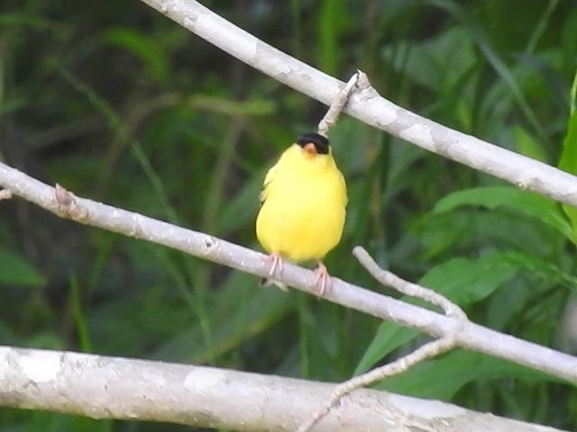 Seriiiously's tweet photo. A curious little gold-finch who was searching for a tiny pool to bath in along a mountain river!Β ππΏΒ #seripixelbiologist #pixelbiologist #seriiiously #leafyforest #northcarolina #mountainsofmay #blueridgemountains #goldfinch https://t.co/IMqppSz6YB https://t.co/2lfGFHCMvi