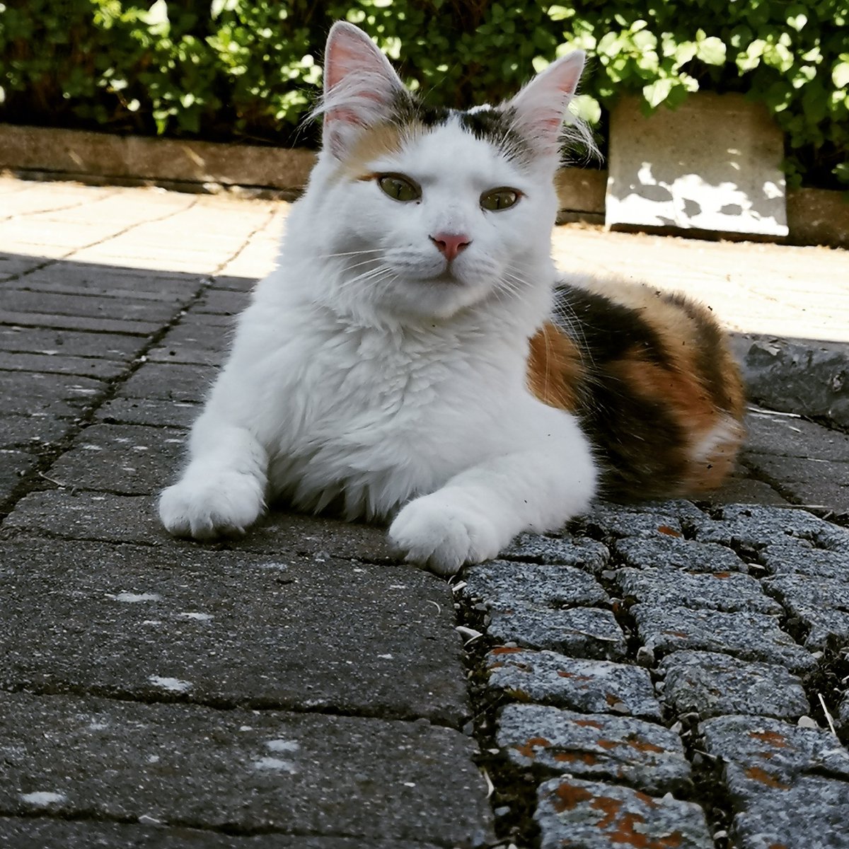 Chillin' in the driveway 🌞

#cutestcatsintown #ccit #CatsOfTwitter #catoftheday #catpick #catslife #cutecat #calicocat #kedi #kawaii #furball #fellnase