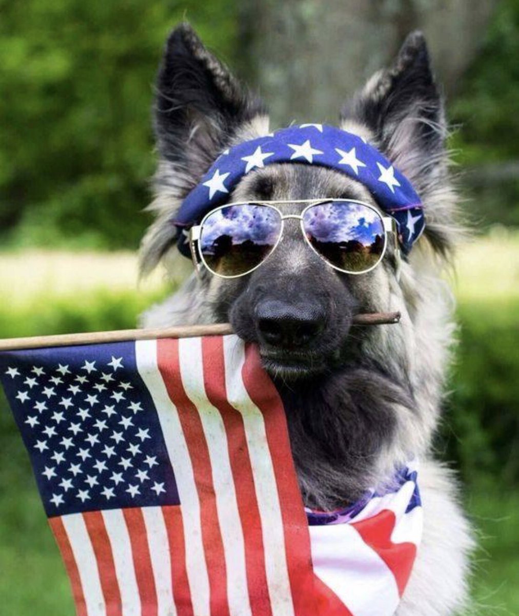 Happy 4th of July from all of us here at American Cold Nose Patriots. #GodBlessTheUSA #July4th #K9 <a href="/ACNP_org/">AmericanColdNosePatr</a> #Donate acnp.ngo