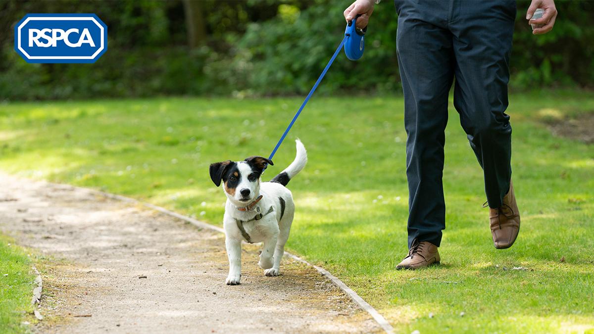 Be #DogKind and take your pawfect companion out with you (when appropriate!) this summer, to save your dog being left home alone. To help make this the best experience for you both, we've put together our five top tips for taking your dog out this summer: bit.ly/2RMonBL