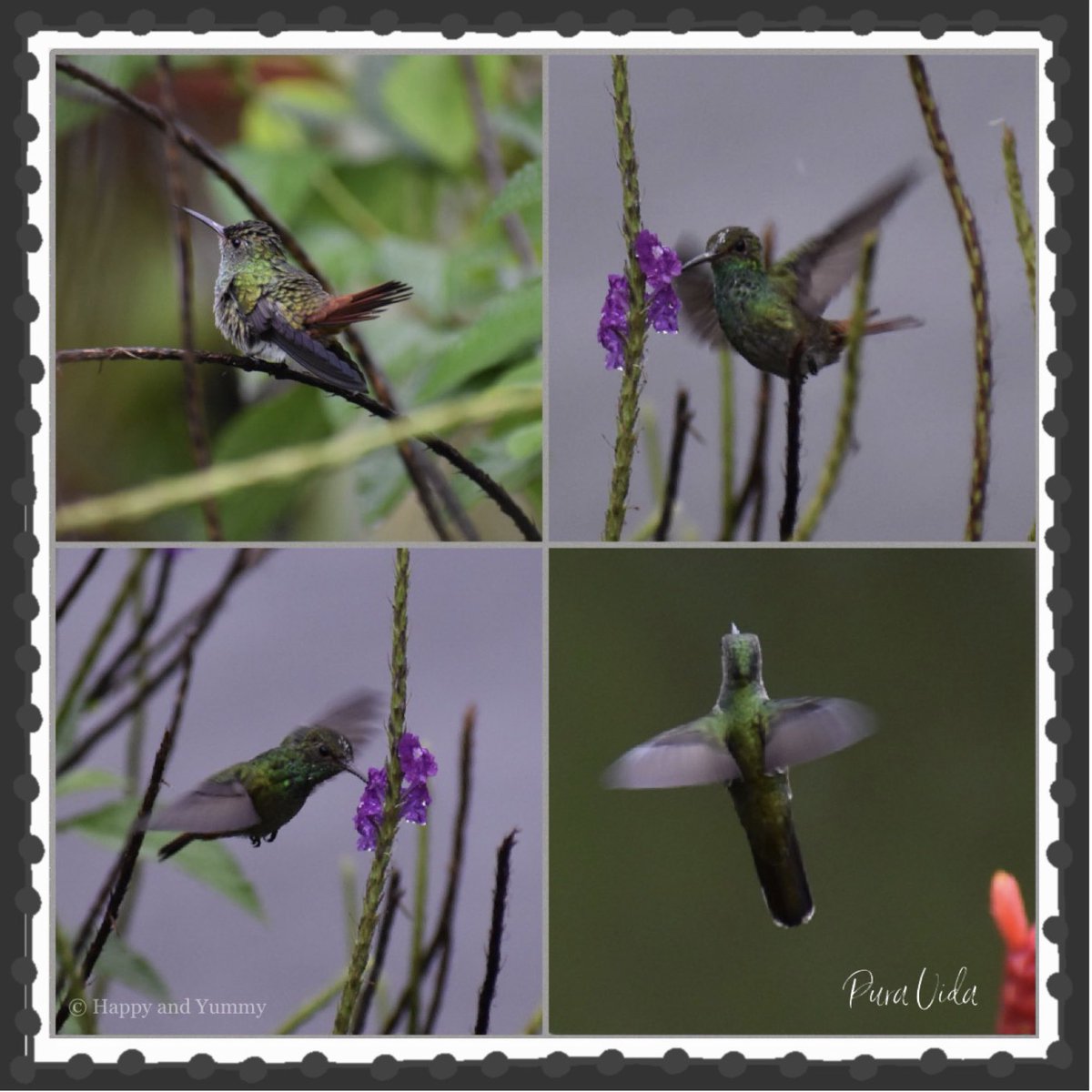 Spent yesterday morning stalking the hummingbirds at the beautiful <a href="/arenalmanoa/">Hotel Arenal Manoa</a> #PuraVida #travelblogger #NaturePhotography