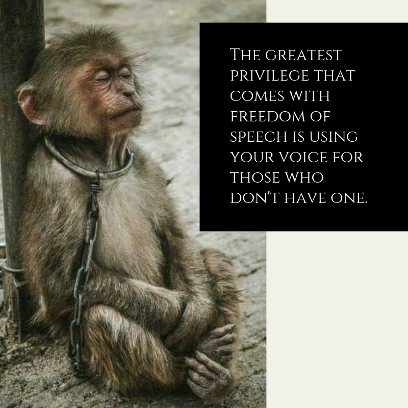 As we celebrate freedom on the 4th in #america, remember other beings are still without this basic right. ⁠#freedom #4thofjuly #fourthofjuly #independenceday #julyfourth #happyfourth #july4 #vegan #animalrights #compassion #livekindly #socialjustice #speciesism #circus