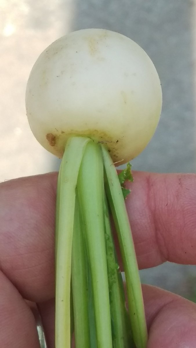 ohpolkadot's tweet image. My 4th of July Parade threw tootsie rolls, donuts &amp;amp; radishes! #vtlife