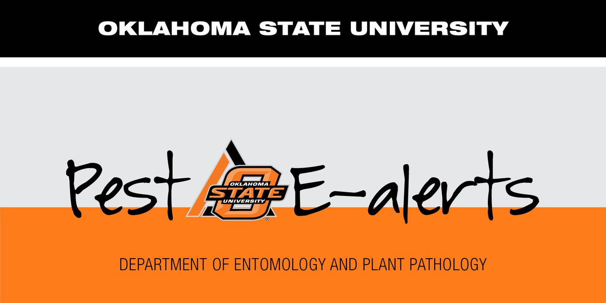 Crapemyrtle bark scale diminishes the appearance of infested trees and shrubs by depositing honeydew on the branches and foliage, which encourages the growth of black sooty mold.

Read the <a href="/okstate/">Oklahoma State Univ.</a> e-pest alert, here: bit.ly/2LxTxMh