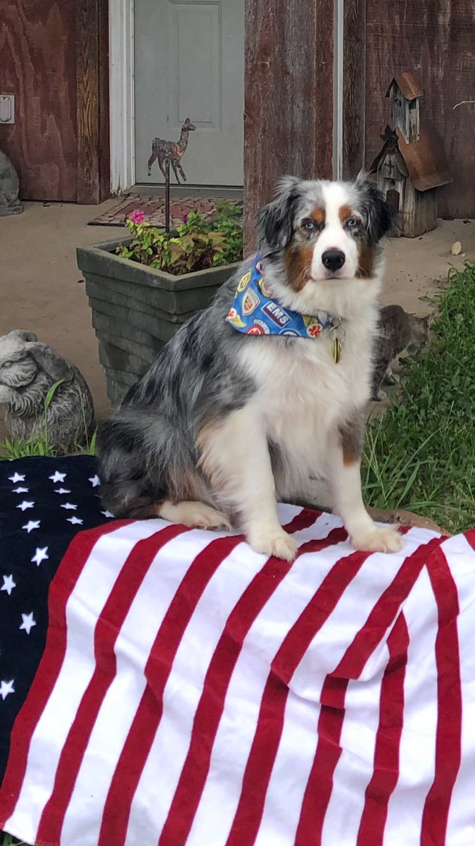 dog_cisco's tweet photo. Cisco wishes everyone Happy Fourth of July!!🇺🇸 https://t.co/o28bjYYmf2