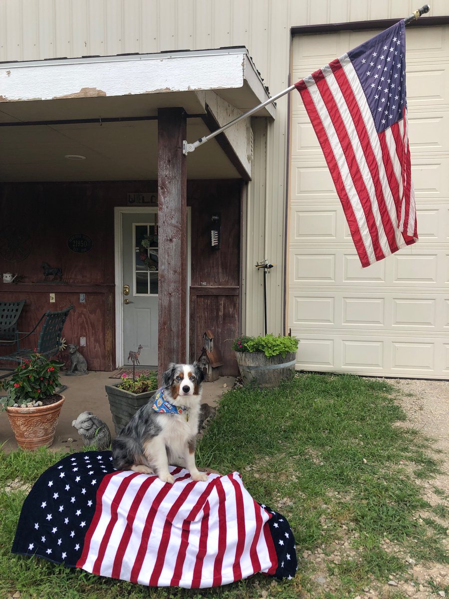 dog_cisco's tweet photo. Cisco wishes everyone Happy Fourth of July!!🇺🇸 https://t.co/o28bjYYmf2