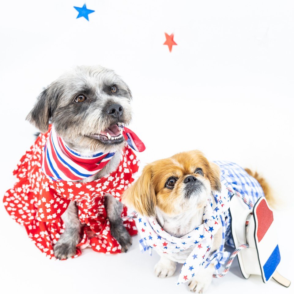 promikapets's tweet photo. Mika: "More fireworks, more fireworks, more fireworks!"⠀🎆
⠀
Coco: "If you shoot off one more..."⠀🧨

Promika is your trusted source for affordable flea &amp; tick products. ⁣⠀ https://t.co/fKRO1EgKhc