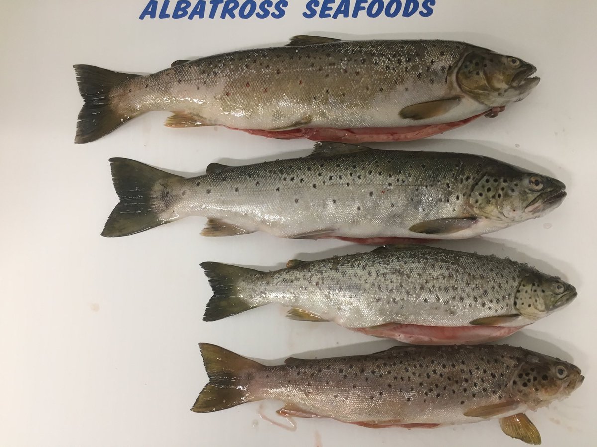 Wild brown trout available for the weekend #wildfish #trout #localsupplier #killybegs #discoverireland