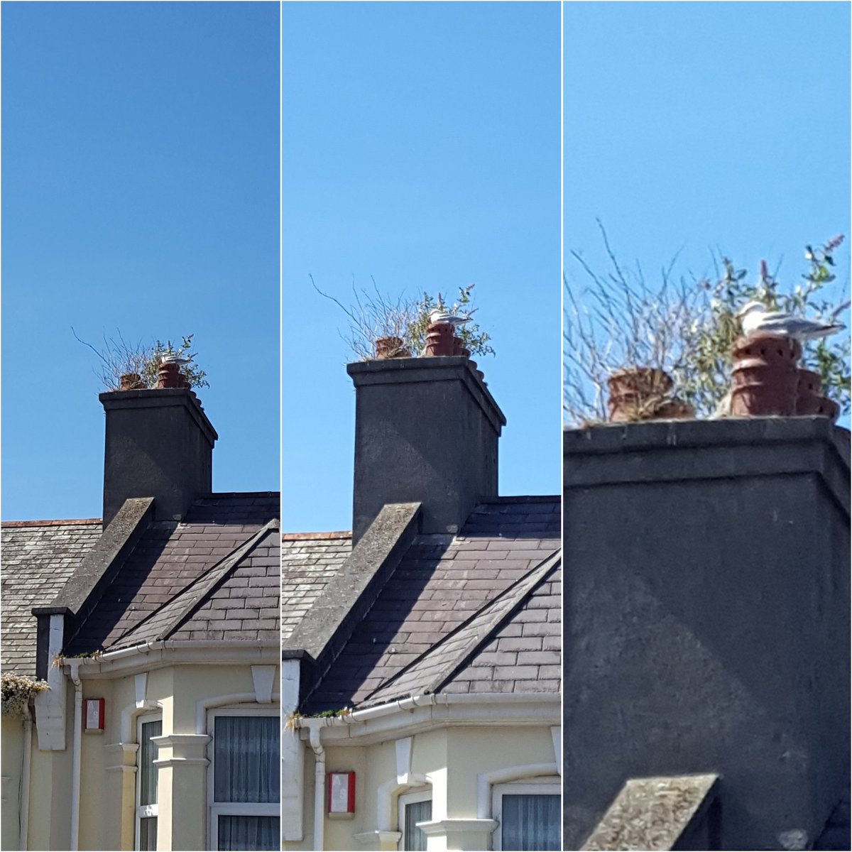 Plymouth Gas tweet media