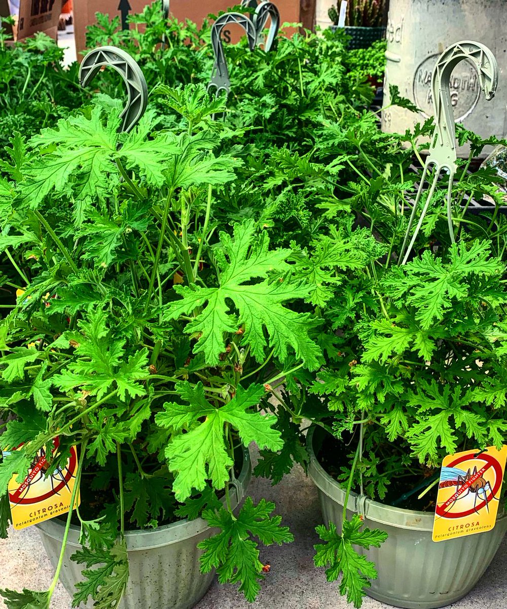 Citrosa Hashtag On Twitter