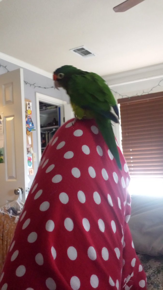 ProfessorBees's tweet photo. Morning stretch #Grinch #Grink https://t.co/i57qQ5tyPt