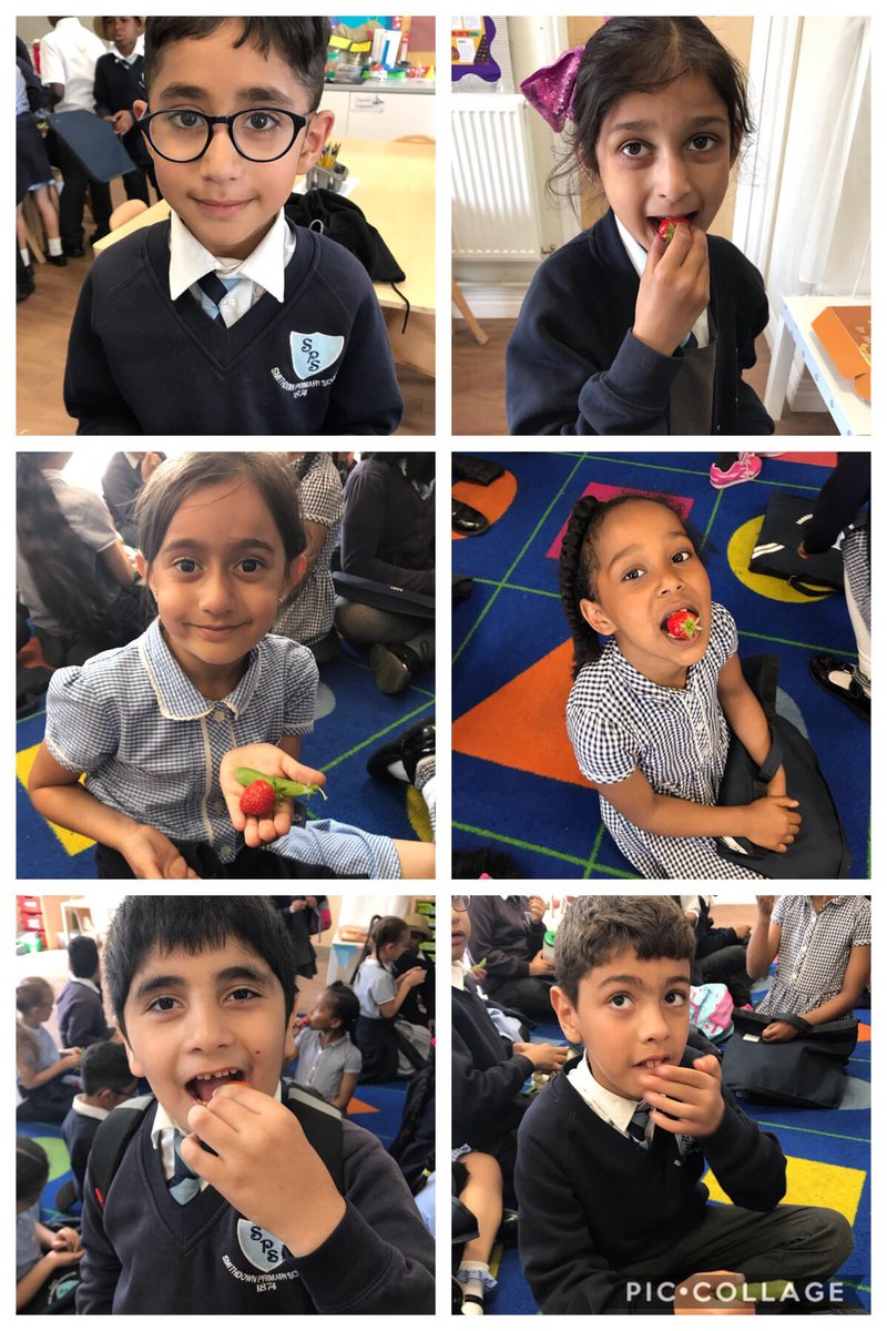 Another busy afternoon with year 2 LA helping pick strawberries and peas from our edible playground and they certainly enjoyed eating them.<a href="/MrsD_Eyfs/">Mrs Dickson</a> <a href="/TreesforCities/">Trees for Cities</a> <a href="/SmithdownPr/">Smithdown Primary</a>