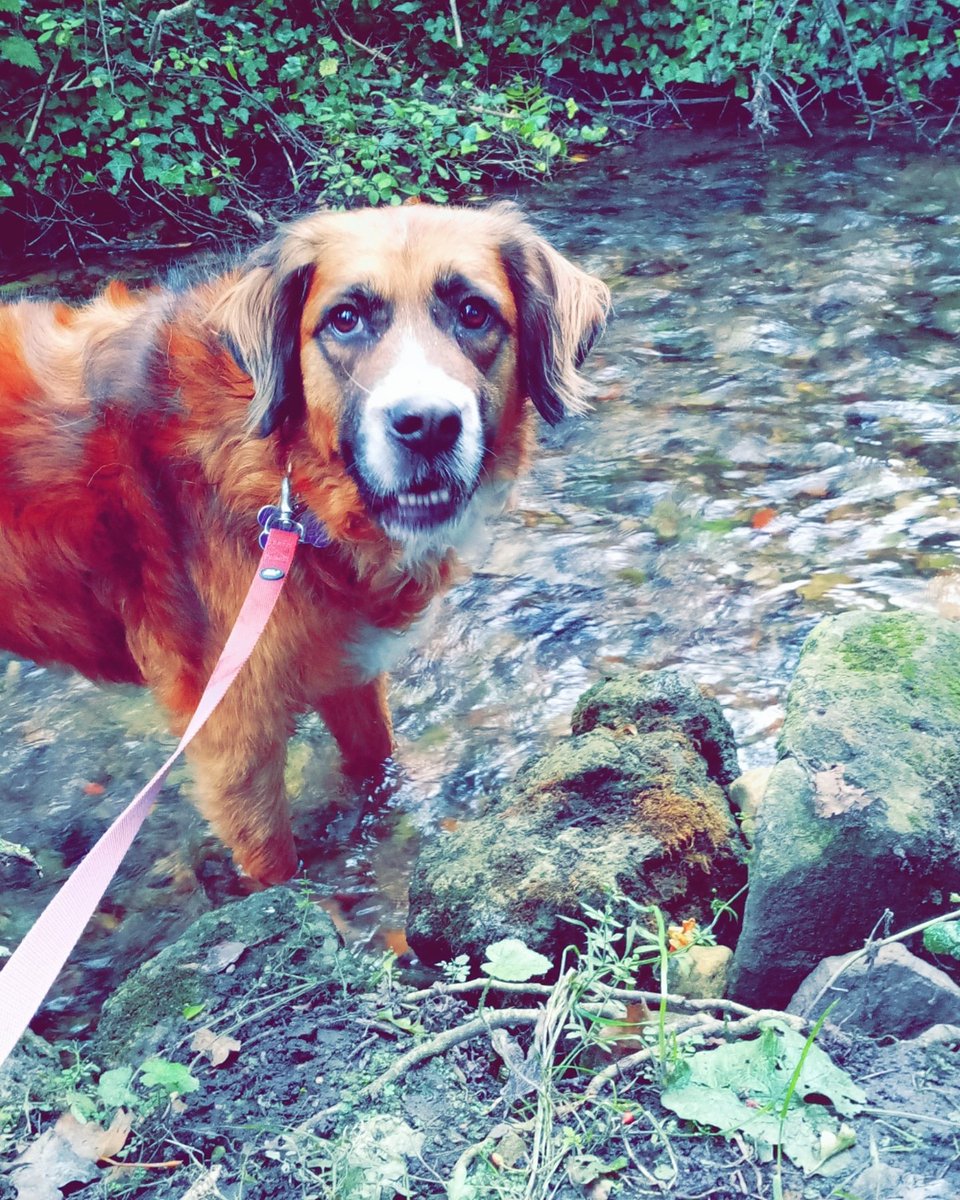 brit_chick24's tweet photo. Cooling down on our walk today ☀️😍🐶😎🌼🤗 #summer2019 #summertime #summer #summervibes #sun #warmwalkies #walkies #walk #coolingdown #paddle #nature #mothernature #peaceful #countryside #stream #beautiful #pretty  #nofilter #nofilterneeded #honey #mybaby #lovehertobits https://t.co/RcC2d0K2Mb