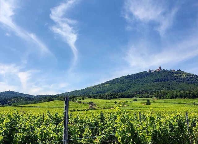 J_Kpon's tweet photo. 📸 Promenade dans les vignes 🍇 - #Alsace 
__
#BasRhin #Aucoeurdu67 #GrandEst #HautKoenigsbourg #Grandest_focus_on #Instalsace #Instamood #Hoplagram #France_focus_on #France4dreams #Hello_france #IgersFrance #Alsacetourisme #Coupdecoeurgrandest #HautRh… https://t.co/9CQjPlwBUB https://t.co/S4ncXukZDF