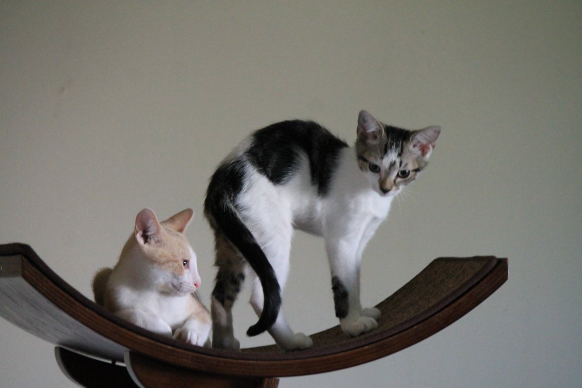 Will and Harley waking up from a nap at the top of their new cat tower.