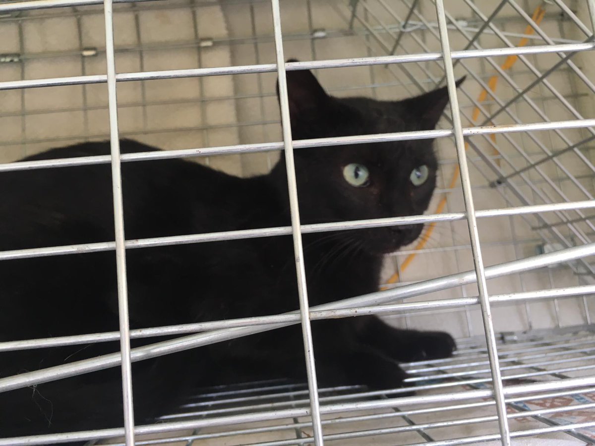 Otro más hoy capturado para CES. Hardy, un panterita precioso!!!! Gracias alimentadores/gestores de colonias felinas!!!! 💪💪💪🐾🐾💪