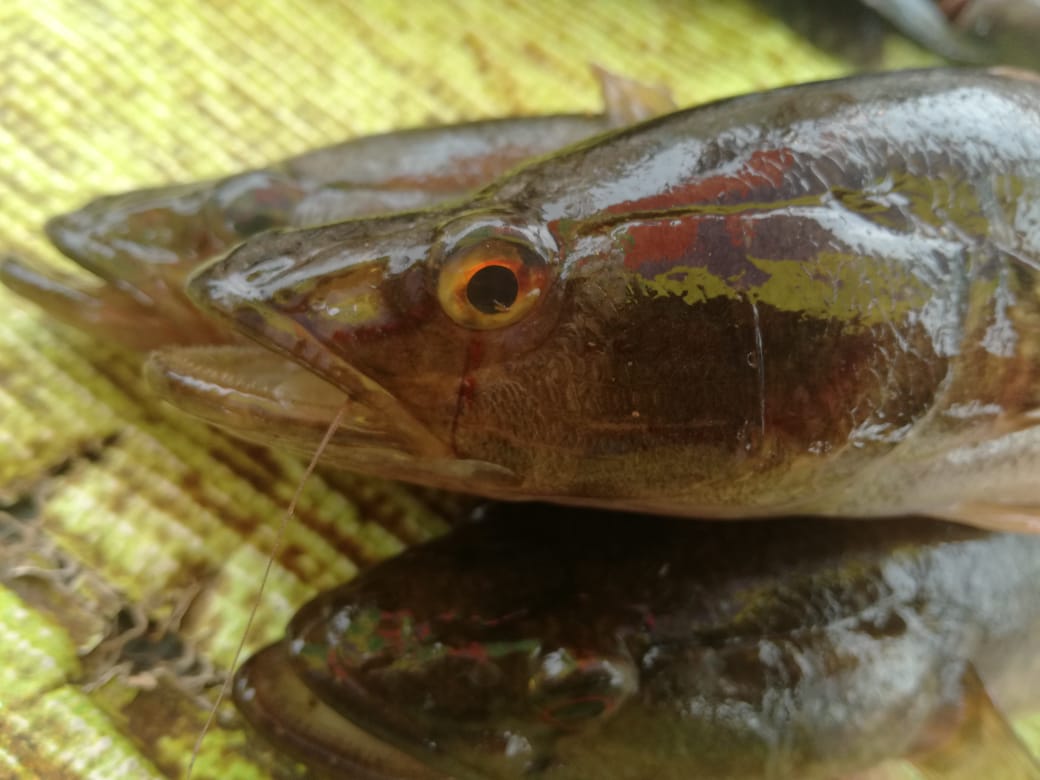 IpiapEcuador's tweet photo. Sabías que‼️🧐#Guabina (Gobiomorus maculatus) es un pez de amplia distribución #California hasta #Perú y diversidad de hábitats, se la ha registrado tanto en ríos, esteros y en zonas intermareales de baja salinidad...1/2 https://t.co/Kq7FGoX0ko