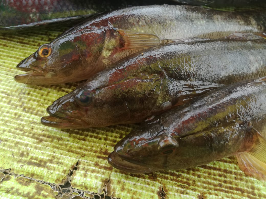 IpiapEcuador's tweet photo. Sabías que‼️🧐#Guabina (Gobiomorus maculatus) es un pez de amplia distribución #California hasta #Perú y diversidad de hábitats, se la ha registrado tanto en ríos, esteros y en zonas intermareales de baja salinidad...1/2 https://t.co/Kq7FGoX0ko