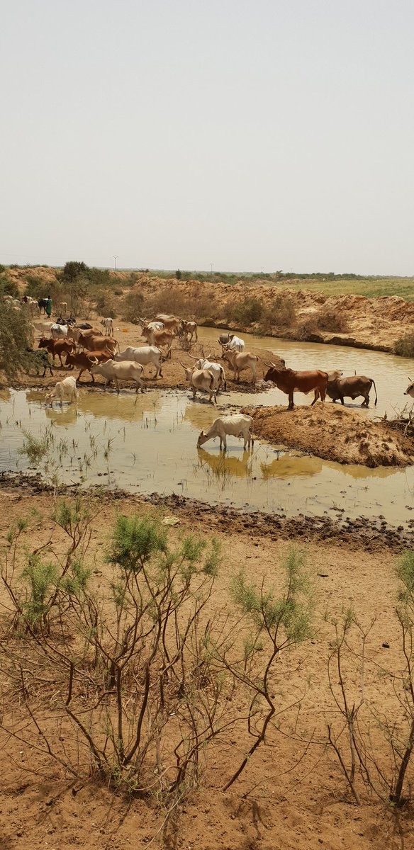 aliounediakhite's tweet photo. Quelques part au Trarza à la rencontre des vaches #Photographie  #photographer @Progres_Lait @endaenergylinks #environmental #images https://t.co/hTARoSrctU