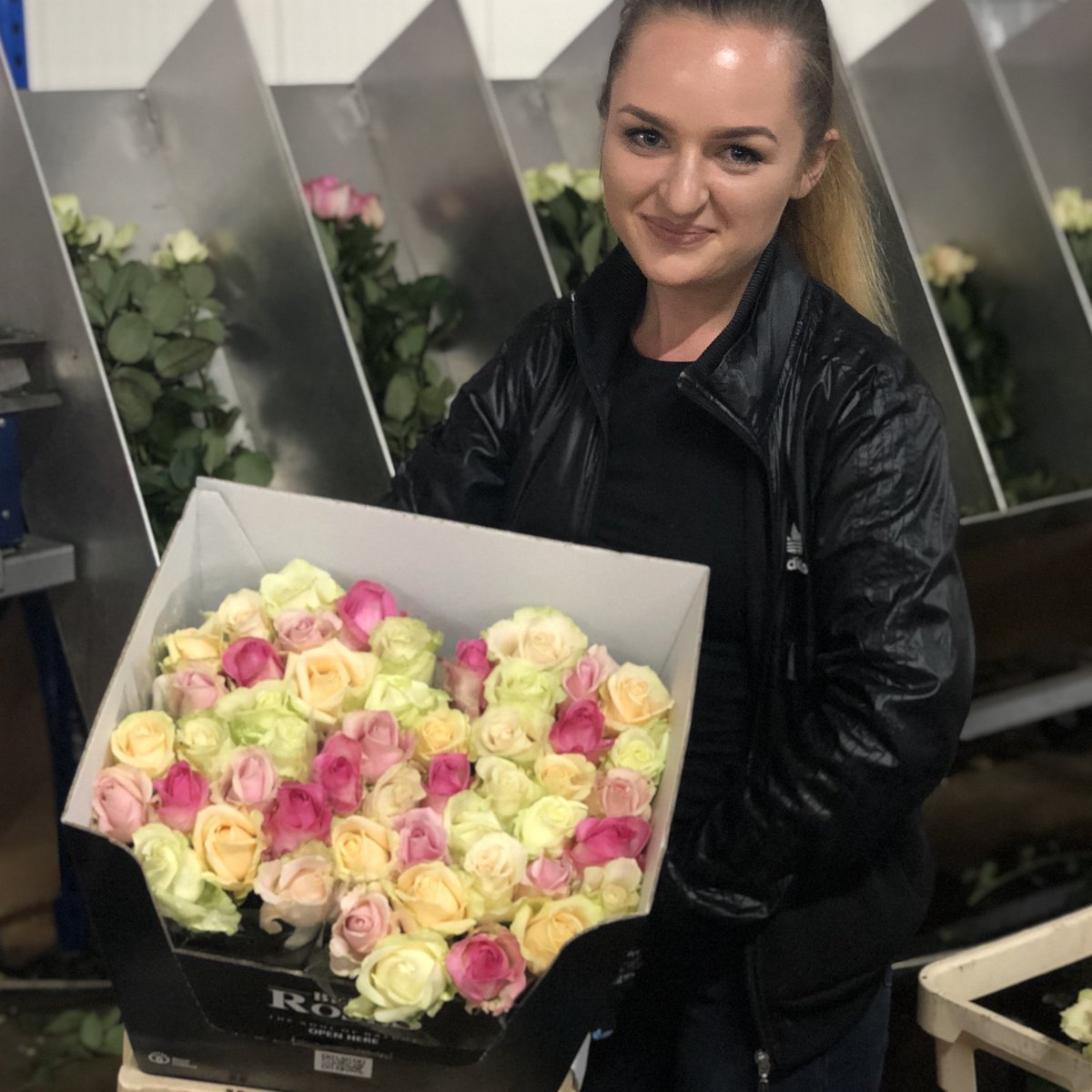bergroses's tweet photo. Do you already know AVALANCHE PASTEL MIX?
Beautiful mix that contains #avalancheroses #avalancheadore #avalanchepink #avalanchecandy #avalanchepeach by @bergroses available in 40, 50, 60, 70 cm. https://t.co/cc09wztnbJ