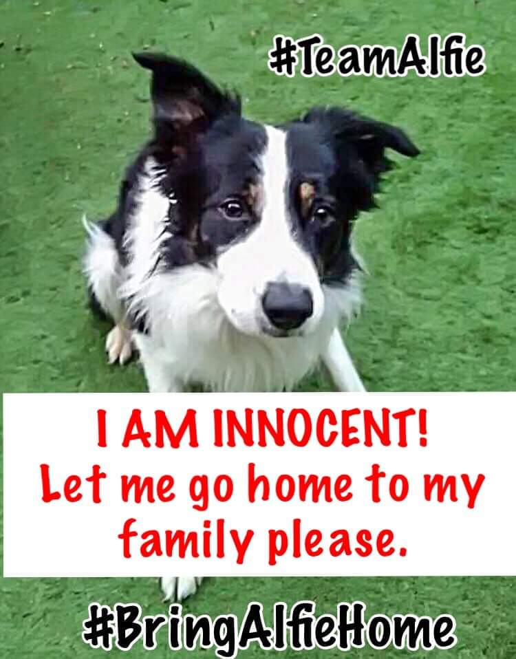 MissingPetsGB's tweet photo. 💔 #fb #alfie Mental health is real and it’s appalling when a man with mental health issues has his support dog taken away from him by the Police at a time when he needed help the most and then re homed without his knowledge. 
The fight is on to #BringAlfieHome
@BringAlfieHome https://t.co/ejLkRRejHx