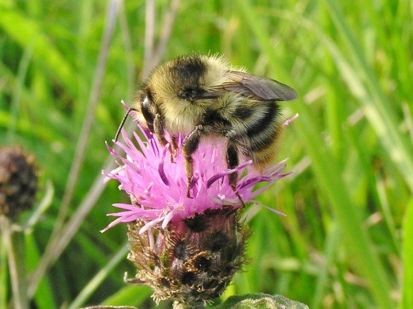 Our #BeesNeedsWeek Blog is live on the EK site! Have a read to find out from the <a href="/BumblebeeTrust/">Bumblebee Conservation Trust</a> why our beloved BumbleBees are so important! explorekent.org/blog/2019/07/0…