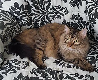 RT BillyTheKidden: Hi! I'm Malia, a Female Domestic Longhair Cat. #DomesticLonghair #Cat #BillytheKiddenRescue adoptapet.com/pet/21149992-v…